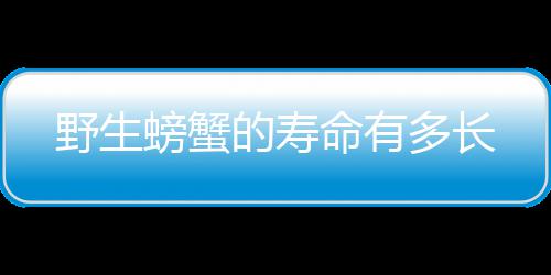 野生命有螃蟹的寿多长